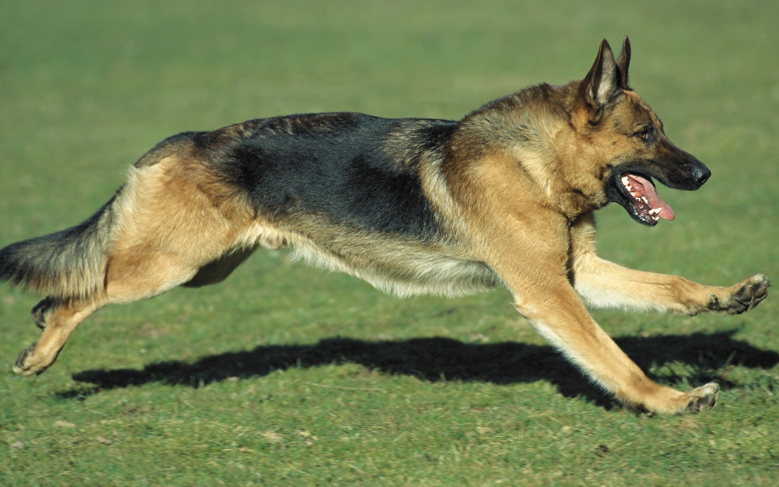 Active German Shepherd Running