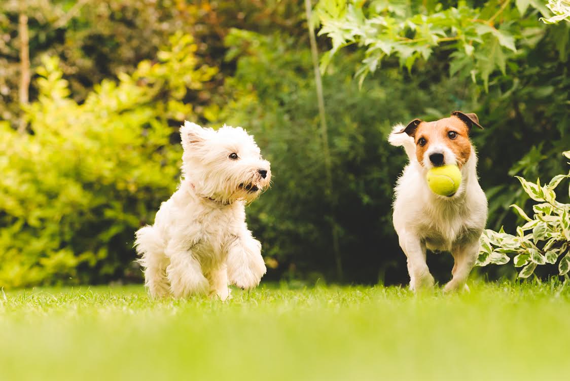 Healthy Happy Dogs Playing