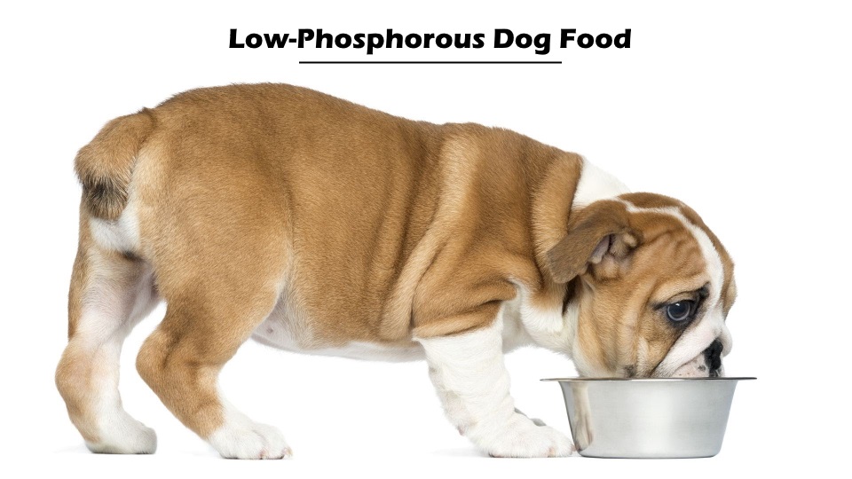 Low-Phosphorous Dog Food